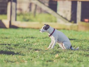 Preview wallpaper dog, walk, collar, grass