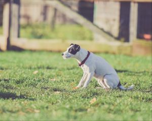 Preview wallpaper dog, walk, collar, grass