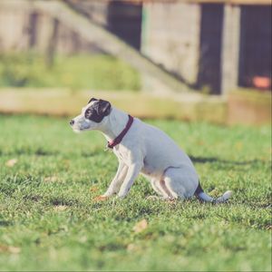 Preview wallpaper dog, walk, collar, grass