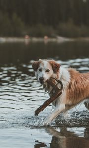 Preview wallpaper dog, walk, water, stick