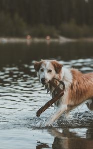 Preview wallpaper dog, walk, water, stick
