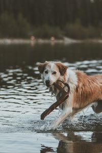 Preview wallpaper dog, walk, water, stick