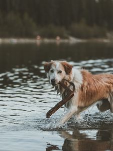 Preview wallpaper dog, walk, water, stick