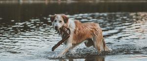 Preview wallpaper dog, walk, water, stick