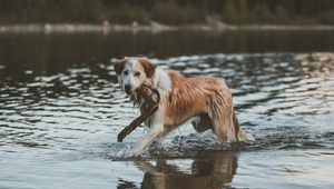 Preview wallpaper dog, walk, water, stick
