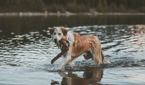 Preview wallpaper dog, walk, water, stick