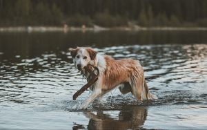 Preview wallpaper dog, walk, water, stick