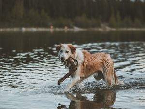 Preview wallpaper dog, walk, water, stick