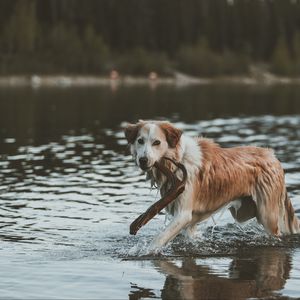 Preview wallpaper dog, walk, water, stick