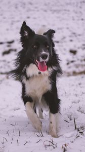 Preview wallpaper dog, walk, winter