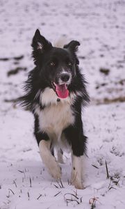 Preview wallpaper dog, walk, winter