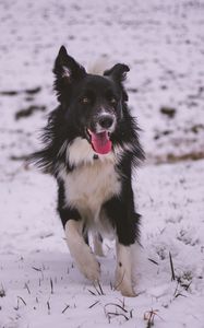 Preview wallpaper dog, walk, winter
