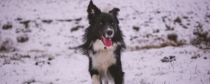 Preview wallpaper dog, walk, winter