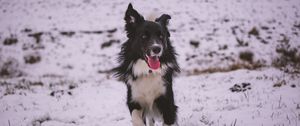 Preview wallpaper dog, walk, winter