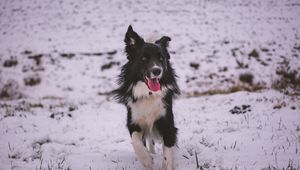 Preview wallpaper dog, walk, winter