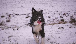 Preview wallpaper dog, walk, winter