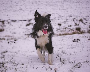 Preview wallpaper dog, walk, winter