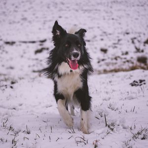 Preview wallpaper dog, walk, winter