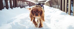 Preview wallpaper dog, walking, winter