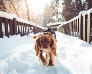 Preview wallpaper dog, walking, winter