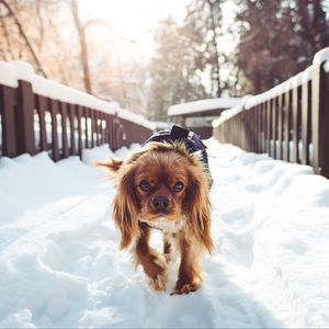 Preview wallpaper dog, walking, winter