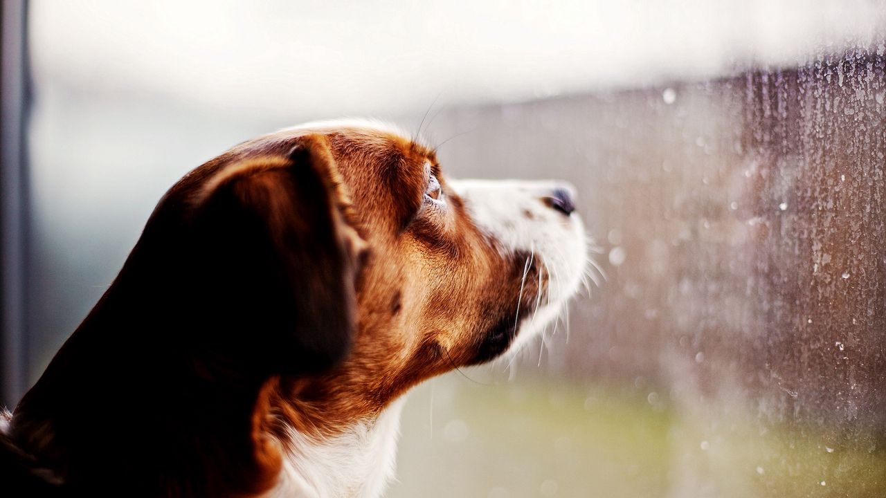 Wallpaper dog, watching, window, rain, glass, drops