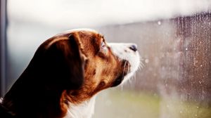 Preview wallpaper dog, watching, window, rain, glass, drops