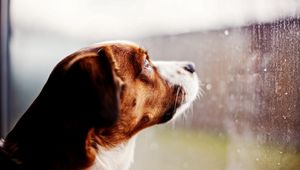 Preview wallpaper dog, watching, window, rain, glass, drops