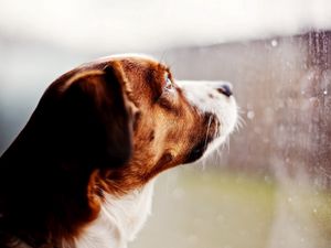 Preview wallpaper dog, watching, window, rain, glass, drops
