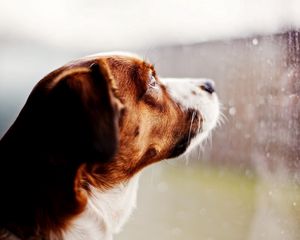 Preview wallpaper dog, watching, window, rain, glass, drops