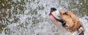 Preview wallpaper dog, water, spray