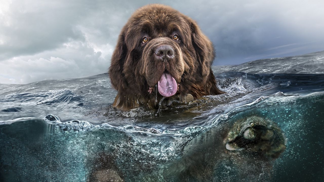 Wallpaper dog, water, tongue, swim, sea