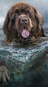 Preview wallpaper dog, water, tongue, swim, sea