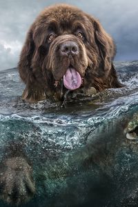 Preview wallpaper dog, water, tongue, swim, sea