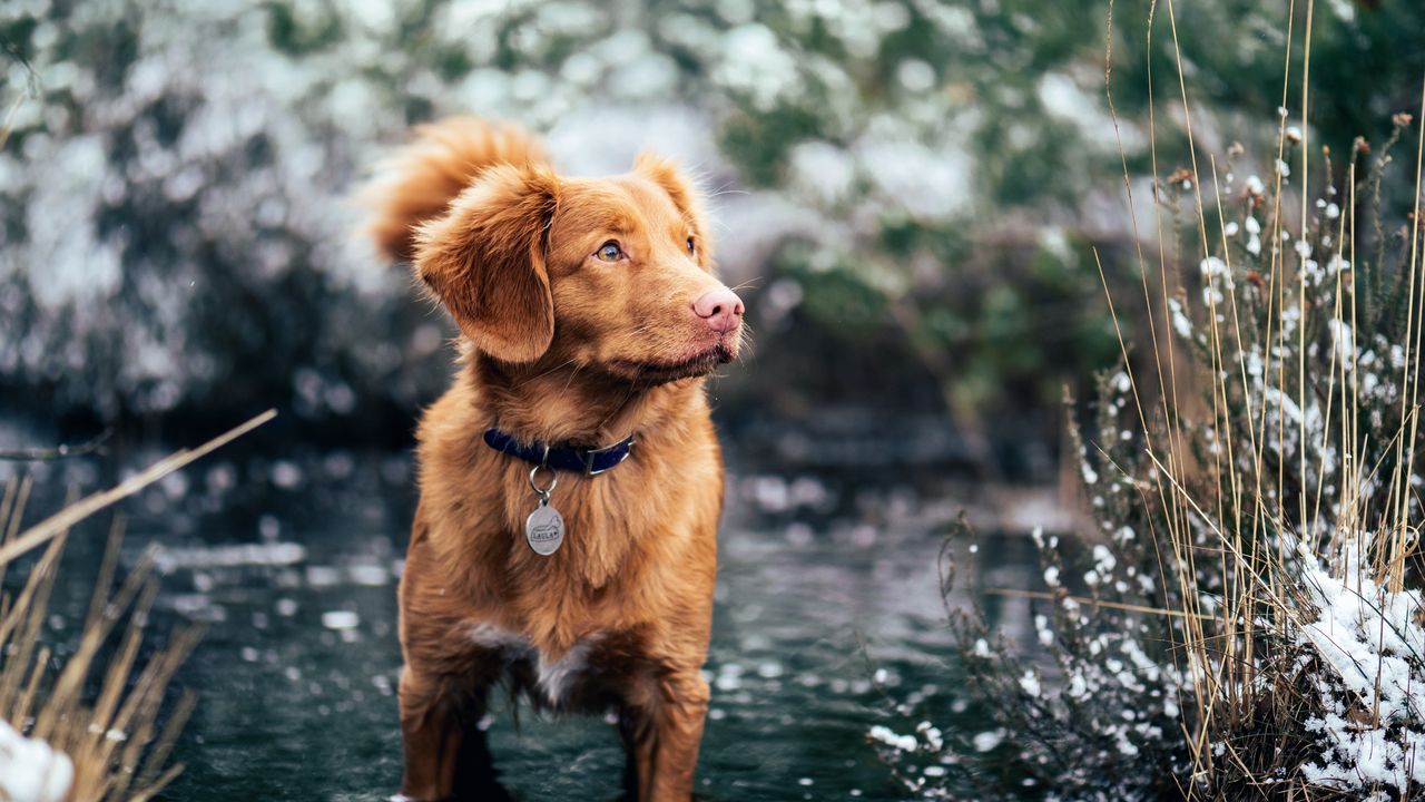 Wallpaper dog, water, walk, collar