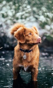 Preview wallpaper dog, water, walk, collar