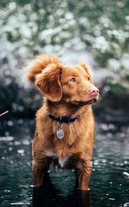 Preview wallpaper dog, water, walk, collar