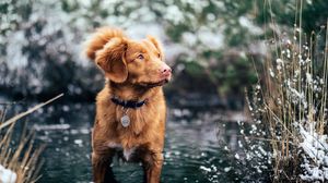 Preview wallpaper dog, water, walk, collar