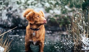 Preview wallpaper dog, water, walk, collar