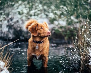 Preview wallpaper dog, water, walk, collar