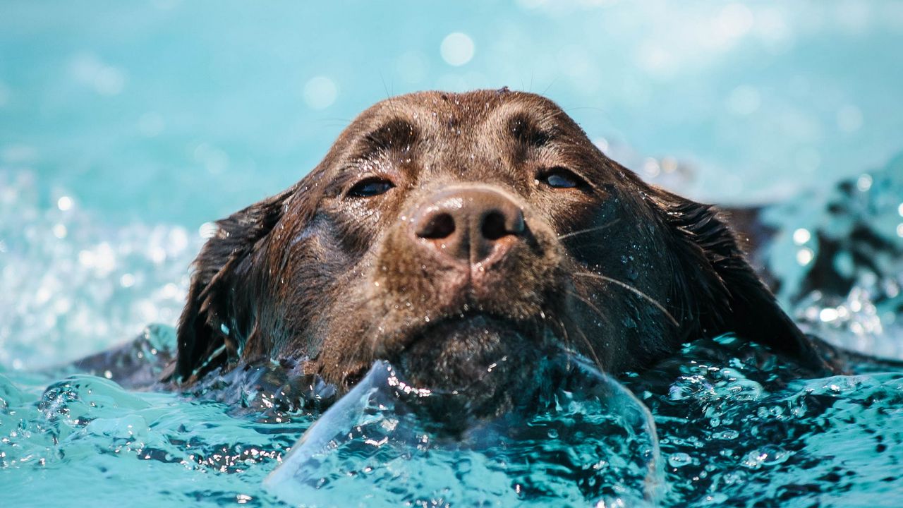 Wallpaper dog, water, wet, pet