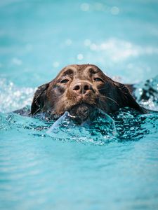 Preview wallpaper dog, water, wet, pet