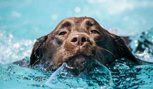 Preview wallpaper dog, water, wet, pet