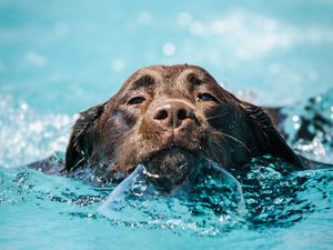 Preview wallpaper dog, water, wet, pet