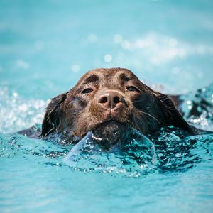 Preview wallpaper dog, water, wet, pet