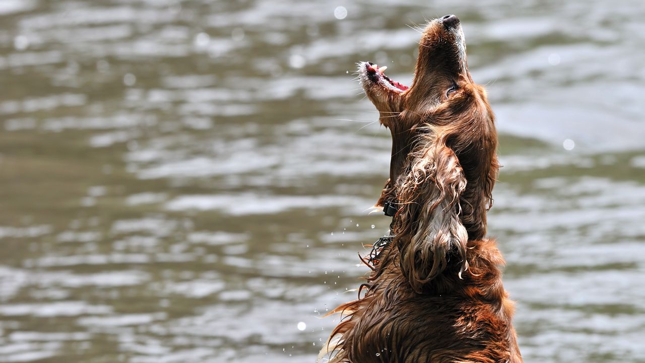 Wallpaper dog, water, wet, playful, jump, open mouth