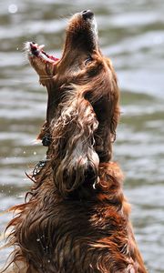 Preview wallpaper dog, water, wet, playful, jump, open mouth