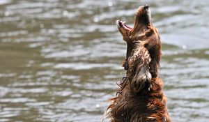 Preview wallpaper dog, water, wet, playful, jump, open mouth