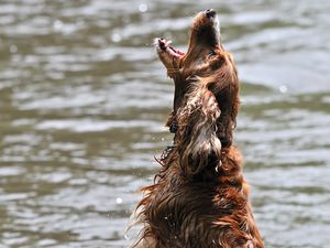 Preview wallpaper dog, water, wet, playful, jump, open mouth