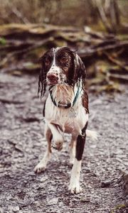Preview wallpaper dog, wet, collar
